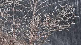 Đir do vrha Zečjak na sjevernom Velebitu, Foto: Leo Banić