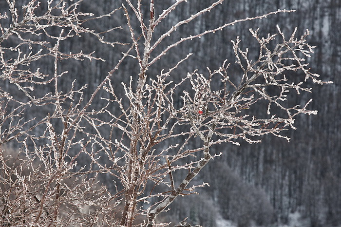 Đir do vrha Zečjak na sjevernom Velebitu, Foto: Leo Banić