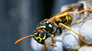 Bibinjski sinac, Foto: Leo Banic Bibinjski sinac, Foto: Leo Banic