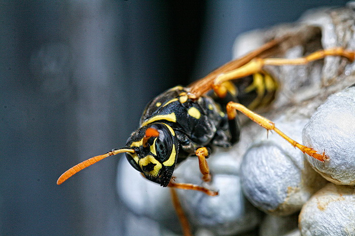 Bibinjski sinac, Foto: Leo Banic Bibinjski sinac, Foto: Leo Banic