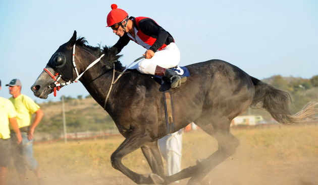 Zadar, 200811.
U Polaci na hipodromu Ravni kotari odrzane su 
14. Medjunarodne galopske konjicke utrke “Oluja 95”. 
Foto: Andrija Lucic / CROPIX