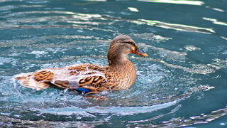 Đir 17. prosinca – uvala Maestral, Foto: Iva Perinčić