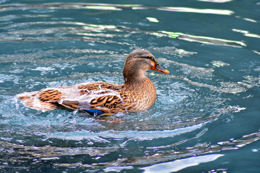 Đir 17. prosinca – uvala Maestral, Foto: Iva Perinčić