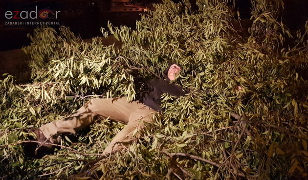 Održan “sprovod” posječenim  fafarikulama u Vruljici