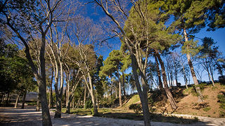 Đir zadarskim parkovima,27. veljače 2012. (foto:Saša Čuka)