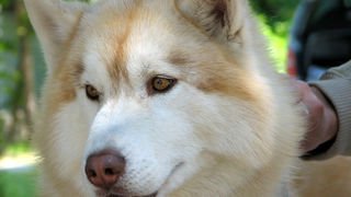 Image 1171109 (auto)