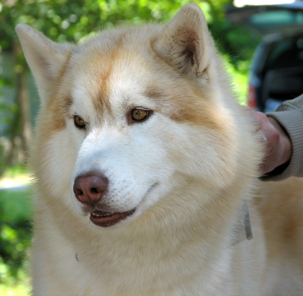 Image 1171109 (auto)