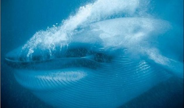 Kit ulješura, foto:radiokotor.info