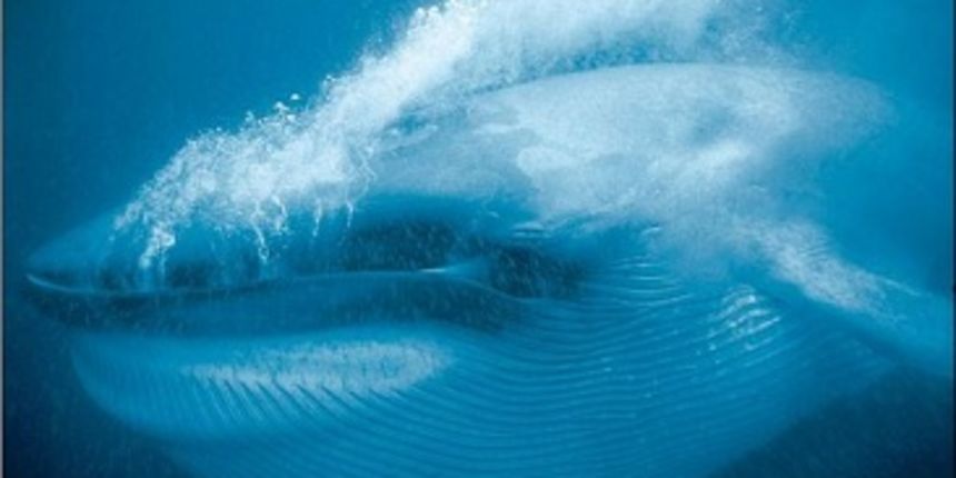 Kit ulješura, foto:radiokotor.info Kit ulješura, foto:radiokotor.info