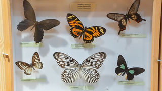 11. Noć muzeja u Zadru, foto-Iva Perinčić 11. Noć muzeja u Zadru, foto-Iva Perinčić