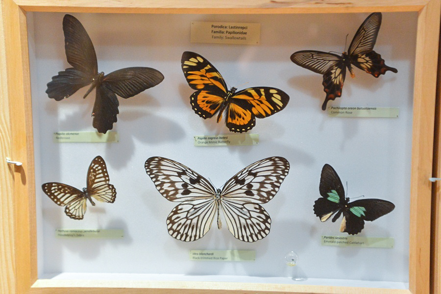 11. Noć muzeja u Zadru, foto-Iva Perinčić 11. Noć muzeja u Zadru, foto-Iva Perinčić