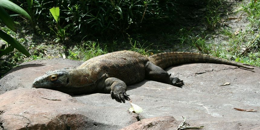 Komodo, komodski varan Komodo, komodski varan