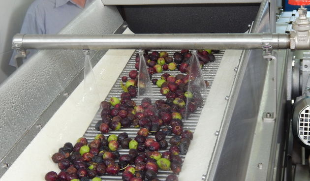 Uljara Predovan u Vrsima, maslinovo ulje