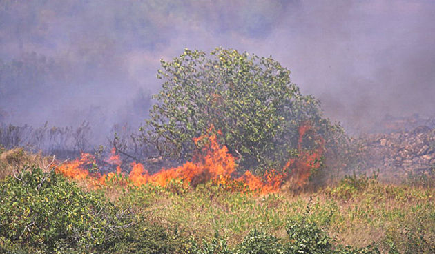 Image 1153355 (auto)