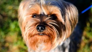 Kinološka udruga Malinois