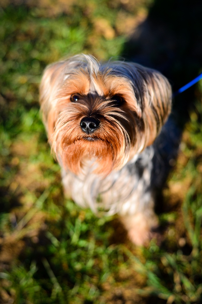 Kinološka udruga Malinois