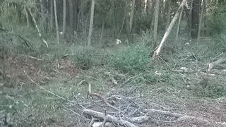 Park šuma Musapstan zagađena raznim otpadom Park šuma Musapstan zagađena raznim otpadom