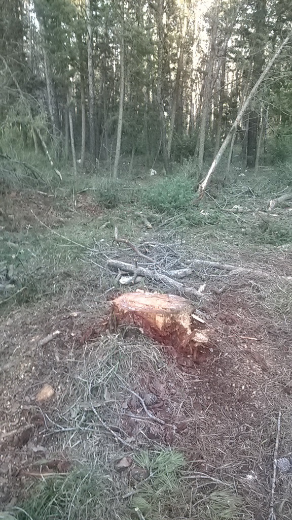 Park šuma Musapstan zagađena raznim otpadom Park šuma Musapstan zagađena raznim otpadom