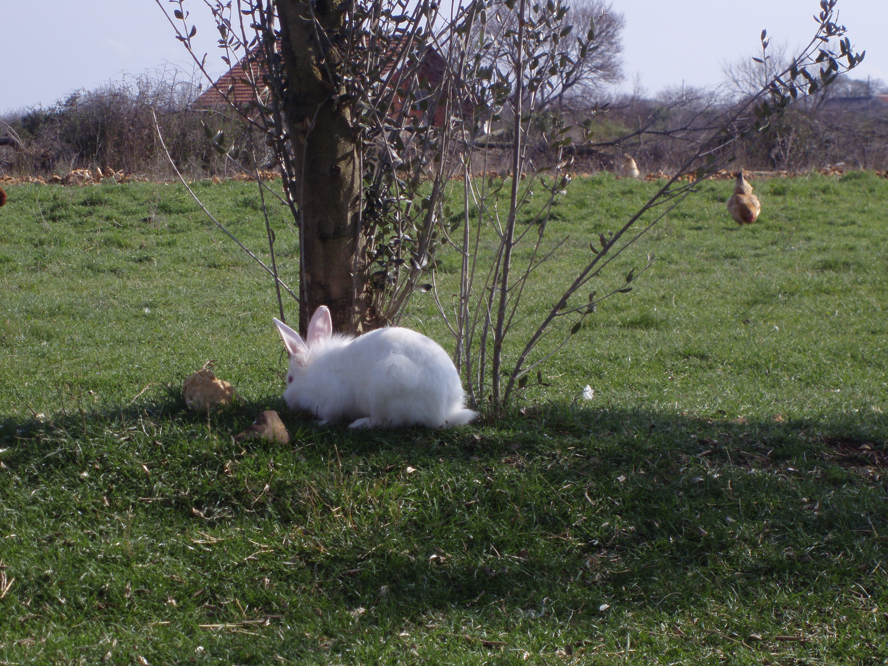 OLYMPUS DIGITAL CAMERA OLYMPUS DIGITAL CAMERA