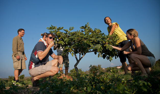 OPG Damjanić-Babac, foto: Darko Belančić