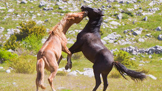 Divlji konji Velebita, foto: Leo Banic