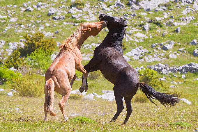 Divlji konji Velebita, foto: Leo Banic