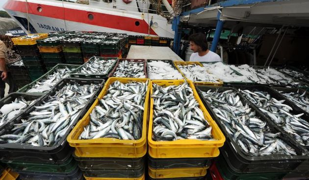 15.07.2013., Tribunj – Ribari sa kocarica istovaraju nocasnji ulov na kamione koji svjezu ribu voze na daljnja odredista. Photo: Hrvoje Jelavic/PIXSELL Autor  Hrvoje Jelavic/PIXSELL KLJUČNE RIJEČI  ulov, ribari, prijevoz, istovar, kocarica, izlov, tribu