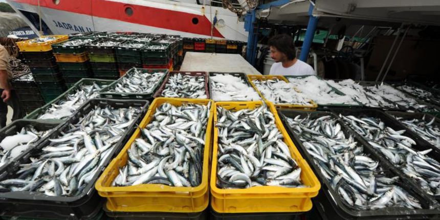 15.07.2013., Tribunj – Ribari sa kocarica istovaraju nocasnji ulov na kamione koji svjezu ribu voze na daljnja odredista. Photo: Hrvoje Jelavic/PIXSELL Autor  Hrvoje Jelavic/PIXSELL KLJUČNE RIJEČI  ulov, ribari, prijevoz, istovar, kocarica, izlov, tribu