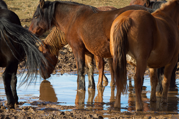 Divlji konji, foto: Leo Banić