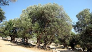 Lun: u posjeti tisućljetnom masliniku, Foto: Luka Stanzl/PIXSELL Lun: u posjeti tisućljetnom masliniku, Foto: Luka Stanzl/PIXSELL