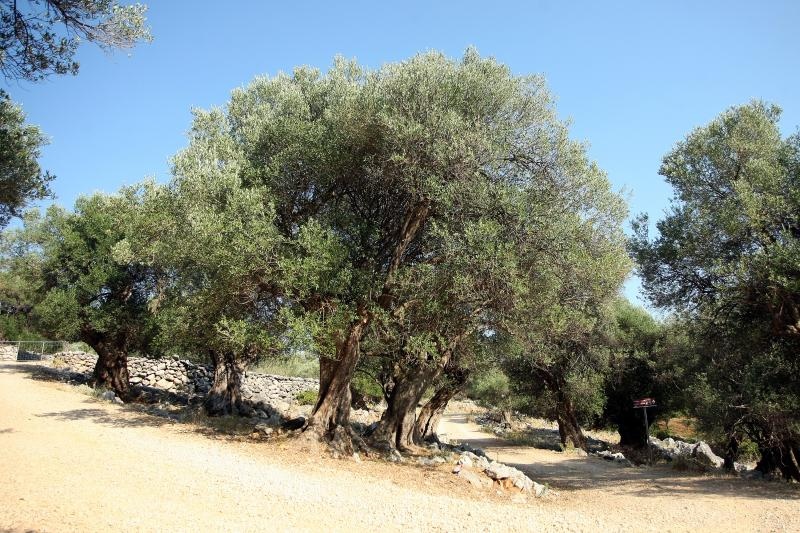 Lun: u posjeti tisućljetnom masliniku, Foto: Luka Stanzl/PIXSELL Lun: u posjeti tisućljetnom masliniku, Foto: Luka Stanzl/PIXSELL