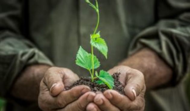 Senior man holding young spring plant in hands. Ecology concept