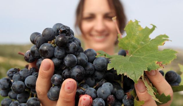 28.09.2013., Primosten – Pocela berba grozdja od kojeg se pravi svjetski poznato vino Babic. Berba pocinje kada gradacija grozdja dodje na 21. Gradacija u vinogradu poznatog enologa dr. sc. Lea Gracina je bila izmedju 22 i 24. Photo: Dusko Jaramaz/PIXSE