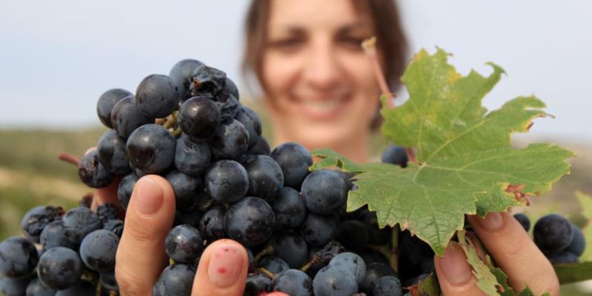 28.09.2013., Primosten – Pocela berba grozdja od kojeg se pravi svjetski poznato vino Babic. Berba pocinje kada gradacija grozdja dodje na 21. Gradacija u vinogradu poznatog enologa dr. sc. Lea Gracina je bila izmedju 22 i 24. Photo: Dusko Jaramaz/PIXSE