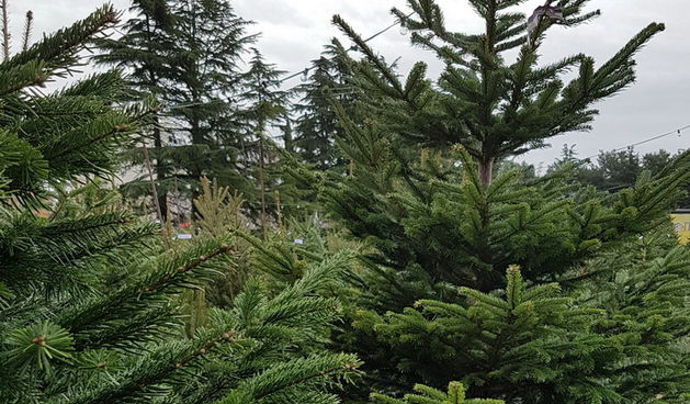 Božićna drvca, jelke, Nordijske jelke