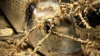 Foto: Ante Uglešić Foto: Ante Uglešić