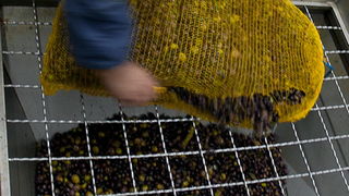 Put masline od stabla do djevicanskog ulja, Foto: Leo Banic Put masline od stabla do djevicanskog ulja, Foto: Leo Banic