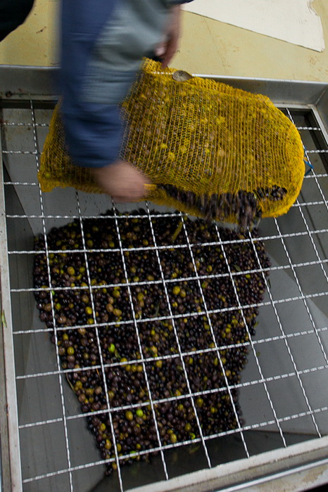 Put masline od stabla do djevicanskog ulja, Foto: Leo Banic Put masline od stabla do djevicanskog ulja, Foto: Leo Banic