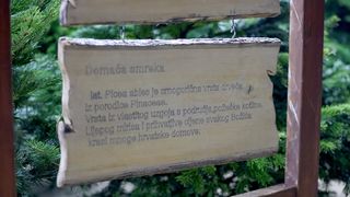 Prodaja božićnih jelki u Zadru Prodaja božićnih jelki u Zadru