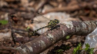 Simpatična galerija koja prikazuje životinjsku farmu na najvišem južnom vrhu Velebita – Crnopcu Simpatična galerija koja prikazuje životinjsku farmu na najvišem južnom vrhu Velebita – Crnopcu