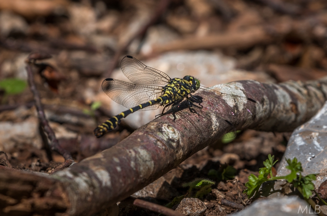 Simpatična galerija koja prikazuje životinjsku farmu na najvišem južnom vrhu Velebita – Crnopcu Simpatična galerija koja prikazuje životinjsku farmu na najvišem južnom vrhu Velebita – Crnopcu