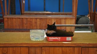 Mačja špica na zadarskoj pijaci