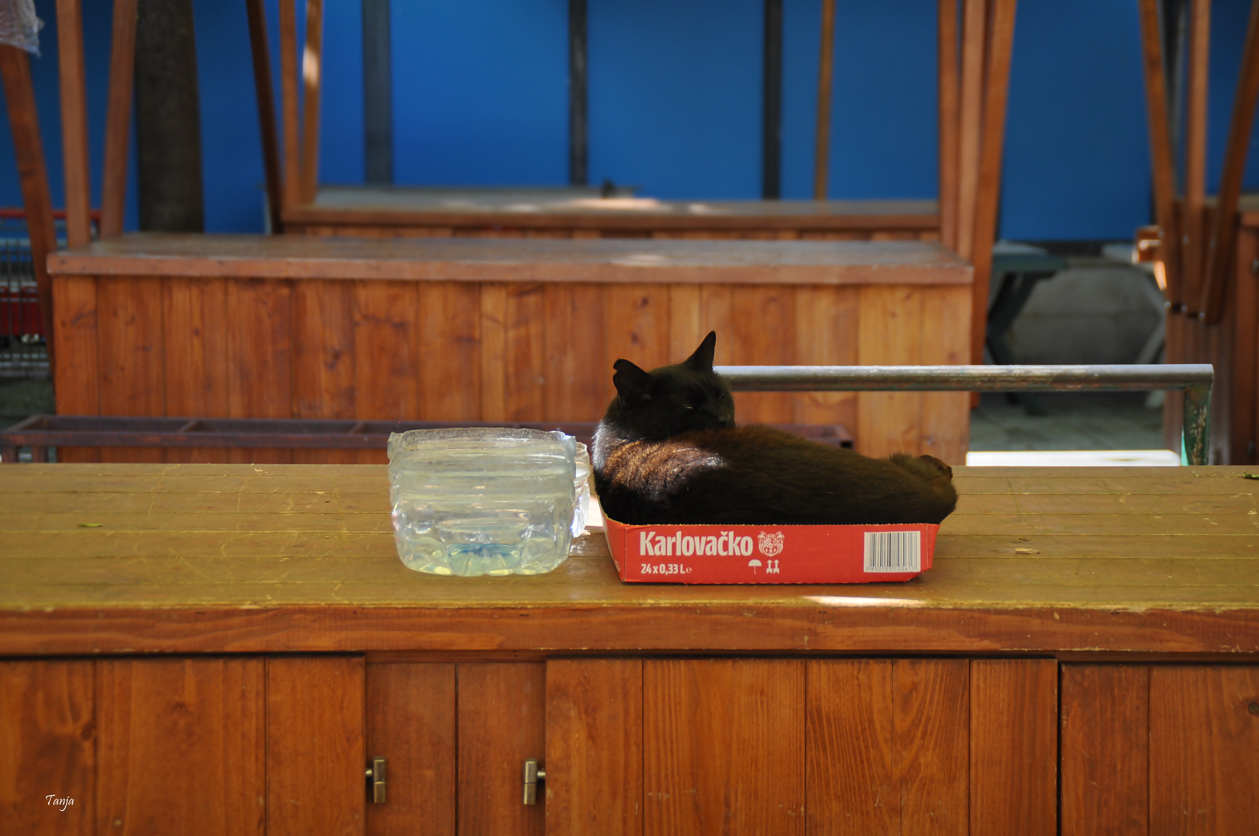 Mačja špica na zadarskoj pijaci