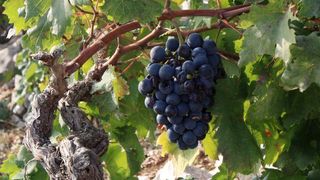 Primošten. Počela berba grožđa od kojeg se pravi svjetski poznato vino Babić. Photo: Duško Jaramaz/PIXSELL Primošten. Počela berba grožđa od kojeg se pravi svjetski poznato vino Babić. Photo: Duško Jaramaz/PIXSELL