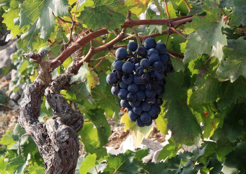 Primošten. Počela berba grožđa od kojeg se pravi svjetski poznato vino Babić. Photo: Duško Jaramaz/PIXSELL Primošten. Počela berba grožđa od kojeg se pravi svjetski poznato vino Babić. Photo: Duško Jaramaz/PIXSELL