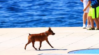 Đir po zadarskoj rivi 25. kolovoza 2016.