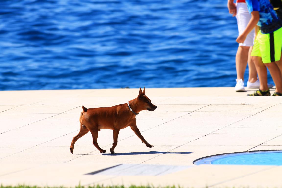 Đir po zadarskoj rivi 25. kolovoza 2016.
