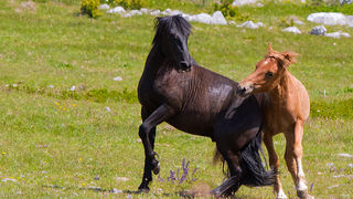 Divlji konji Velebita, foto: Leo Banic