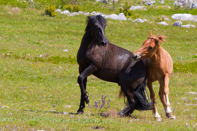 Divlji konji Velebita, foto: Leo Banic