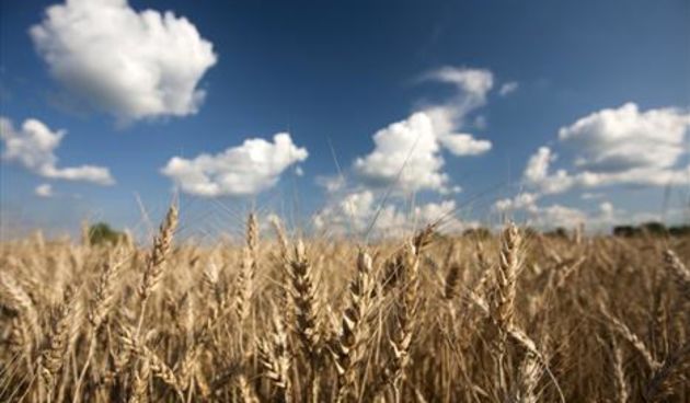 Zemlja, pšenica, foto: Cropix